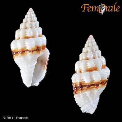 Image de Turbinelloidea Rafinesque 1815