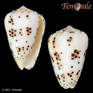 Image of cone snails