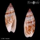 Image of Olivella guildingi (Reeve 1834)