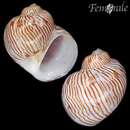 Image of red-striped moonsnail