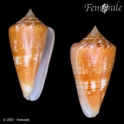 Image of Conus xanthocinctus Petuch 1986