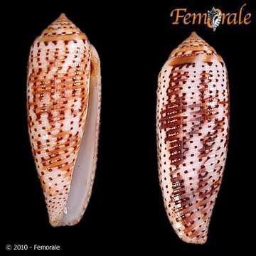 Image of cone snails