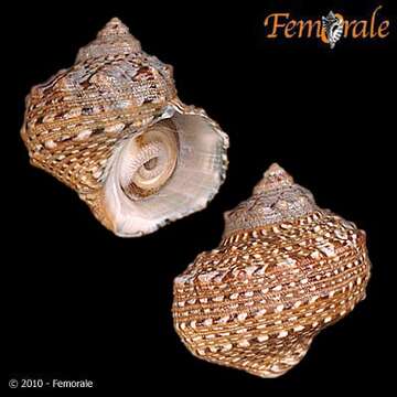 Image of turban snail