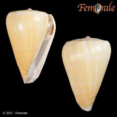 Image of cone snails