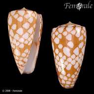 Image of Conus cordigera G. B. Sowerby II 1866