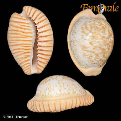 صورة Cypraea fuscodentata sphaerica Raybaudi 1986