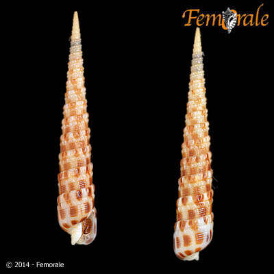 Image of Needle Whelks