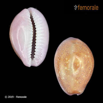 Image of Orthogastropoda