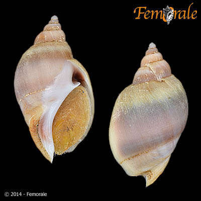 Image of Pseudolividae de Gregorio 1880