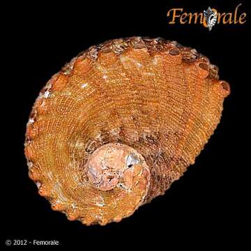 Image of Haliotoidea Rafinesque 1815