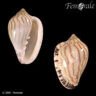 Image of Marginella Lamarck 1799