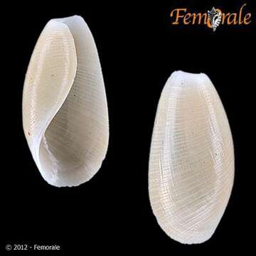 Image of Scaphandridae G. O. Sars 1878