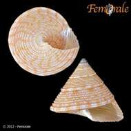 صورة <i>Calliostoma armillatum</i> Wood 1828