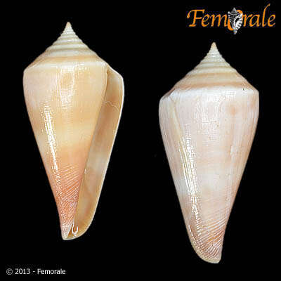 Image of Profundiconus Kuroda 1956