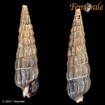 Image of Needle Whelks