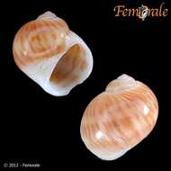 Image of Mesogastropoda