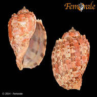 Image of Harp Snails