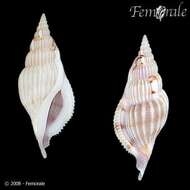 Rostellariidae Gabb 1868 resmi