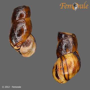 Image of unclassified Gastropoda