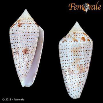 Image of Conasprella Thiele 1929