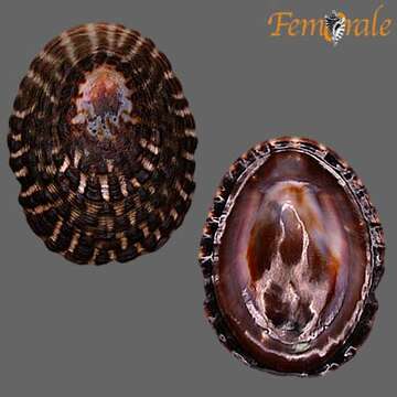 Image of tortoiseshell limpets