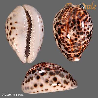 Image of cowrie