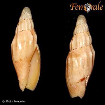 Image of Notovoluta pseudolirata (Tate 1888)