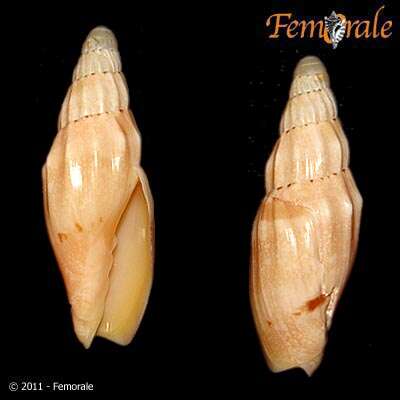 Image of Notovoluta pseudolirata (Tate 1888)