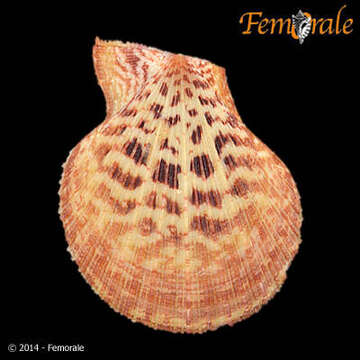 Image of Caribachlamys T. R. Waller 1993