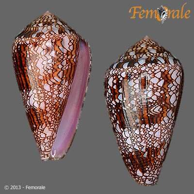 صورة Conus dalli Stearns 1873