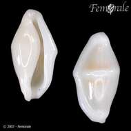 Image of false cowries