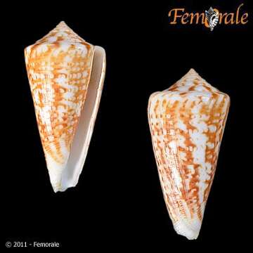 Image of Conus lemniscatus Reeve 1849