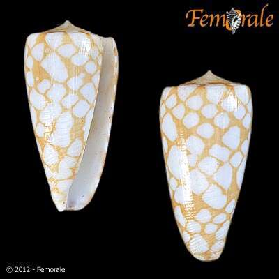 Image of Conus cordigera G. B. Sowerby II 1866