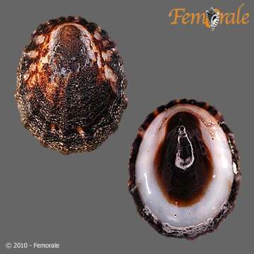 Image of unclassified Gastropoda