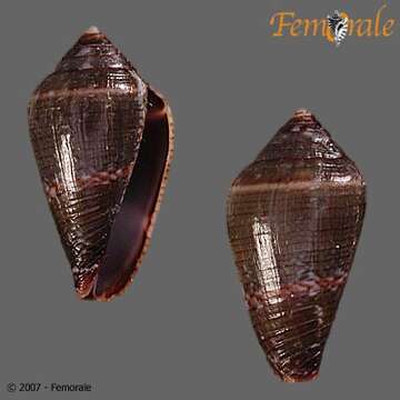 Image of Conus cuneolus Reeve 1843