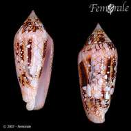 صورة Conus legatus Lamarck 1810