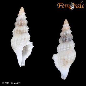 Image of Clathurellidae H. Adams & A. Adams 1858