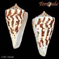 Image of Conasprella Thiele 1929