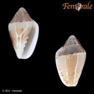 Image de Marginella Lamarck 1799