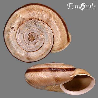 Image de Chilostoma Fitzinger 1833