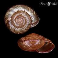 Image of bush snails