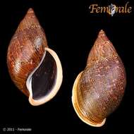 Imagem de Orthalicidae