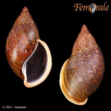 Image of Orthalicidae