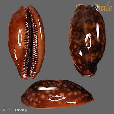 صورة <i>Cypraea zebra</i> L. 1758