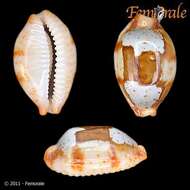 Image of <i>Cypraea stolida</i>