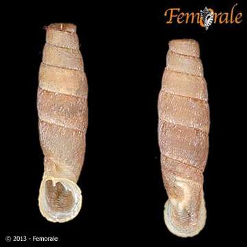 Image of Cylindronenia Ehrmann 1949