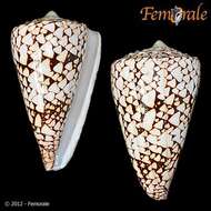 Image of cone snails