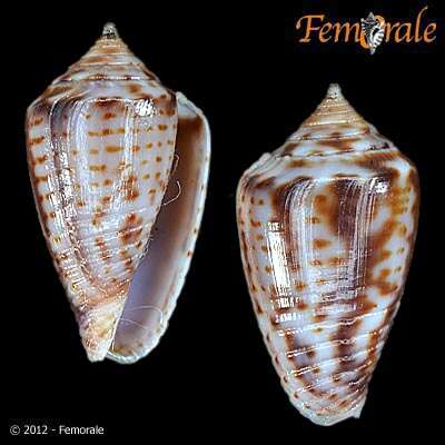 Image of Conasprella Thiele 1929