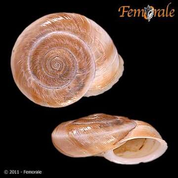 Image of bush snails