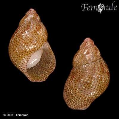 Image of pheasant shells